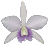 Cattleya