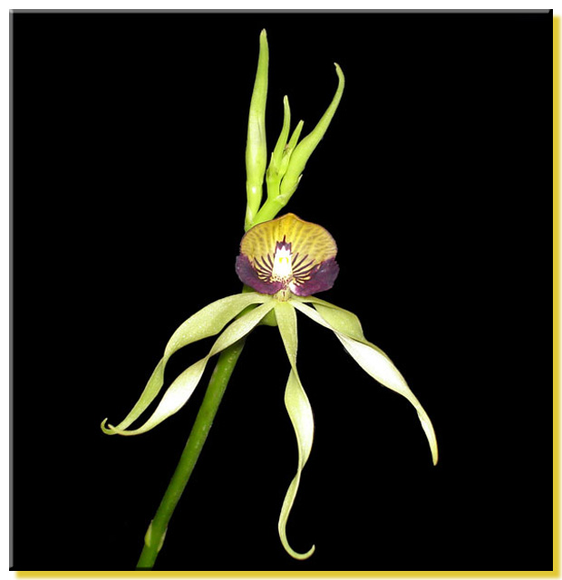 Encyclia cochleata