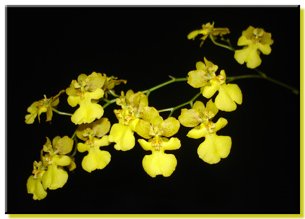 Oncidium Kukoo(onustum x cheirophorum)