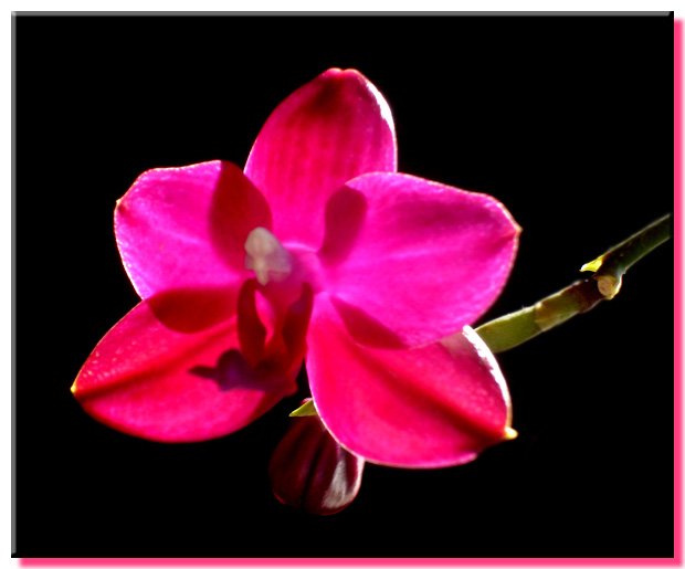 Phalaenopsis Brother Dynasty