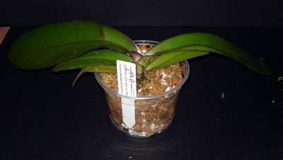 Repot Orchid