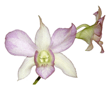 Dendrobium