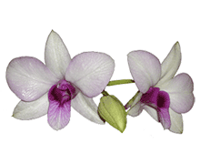 Dendrobium bigibbum