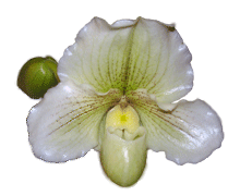 Paph Yerba Buena x White Legacy