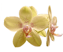 Phal Carmela's Brite Lites x Phal Brother Lawrence