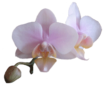 Phalaenopsis Ho's Little Amaglad