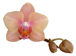 Phalaenopsis Summer Beach