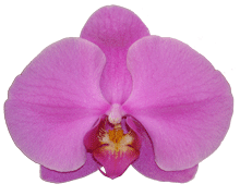 Phalaenopsis