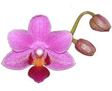 Phalaenopsis