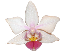 Phalaenopsis intermedia