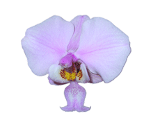 Phalaenopsis schilleriana