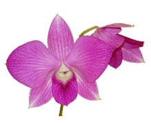 Dendrobium