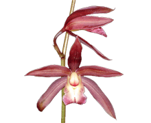 Miniature Cymbidium