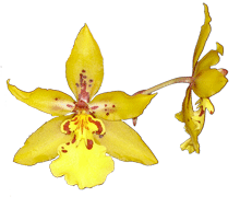 Odontocidium Tiger Crow