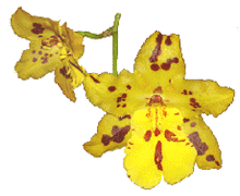 Odontocidium Mayfair