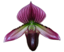 Paphiopedilum Maudie