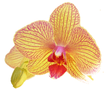 Phalaenopsis Baldan's Kalidescope