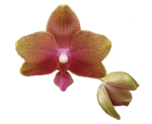 Phal Brother Pepride