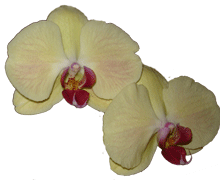 Phalaenopsis