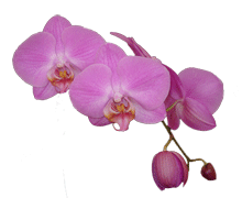 Phalaenopsis